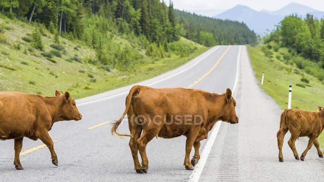 Vacas cruzando una carretera, Kananaskis Improvement District; Alberta, Canadá - foto de stock