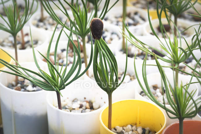 Ultimo contenitore coltivato piantina di pino a gettare il suo cappotto di semi in una serra sulla USDA Forest Service Placerville Nursery; Placerville, California, Stati Uniti d'America — Foto stock