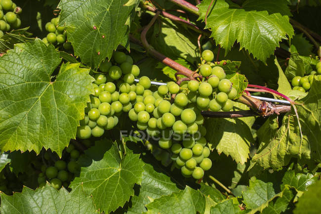 Trauben grüner Trauben auf einem Weinberg — Stockfoto