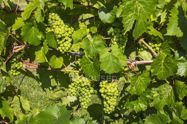 Grappolo di uva verde in vigna — Foto stock