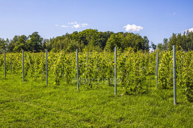 Кластер зеленого винограда на винограднике — стоковое фото