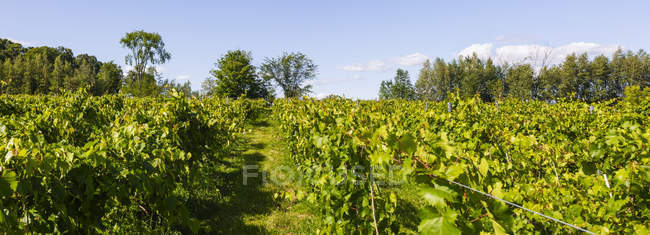 Agrupamento de uvas verdes numa vinha de videira — Fotografia de Stock