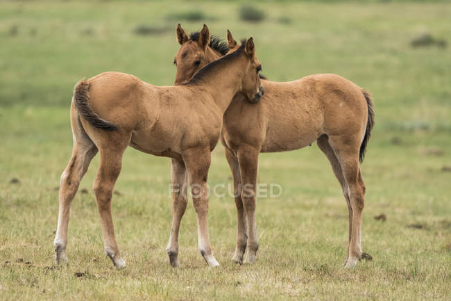Две лошади (Equus ferus caballus), стоящие бок о бок с шеями, касающимися, чтобы показать привязанность; Саскачеван, Канада — стоковое фото