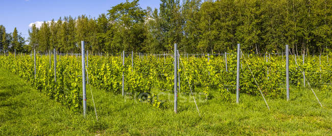 Vineyard and blue sky; Shefford, Quebec, Canada — Stock Photo
