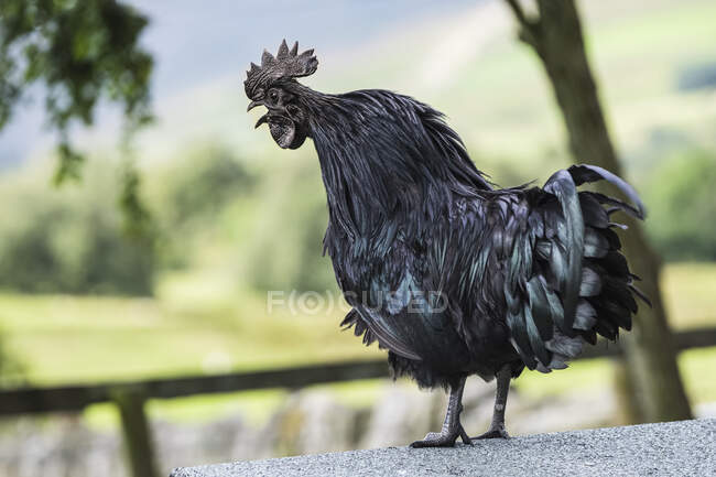 Black cockerel, Ayam Cemani, un uccello raro, in piedi su un muro guardando giù; Hexham, Northumberland, Inghilterra — Foto stock