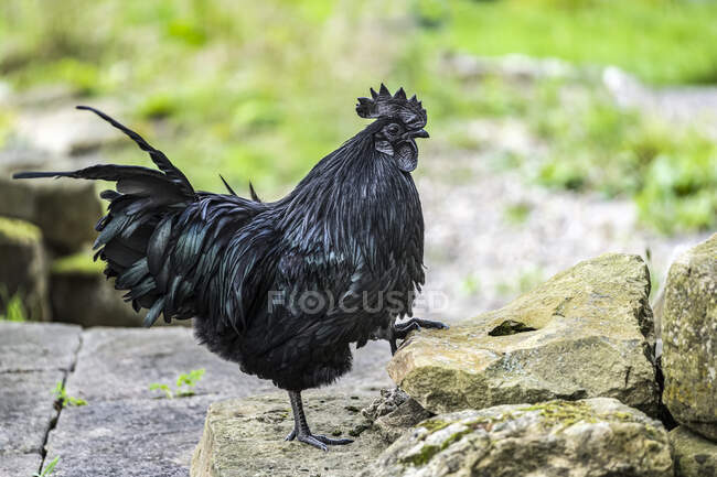 Black cockerel, Ayam Cemani, a rare bird, standing on a wall looking down; Hexham, Northumberland, England — Stock Photo