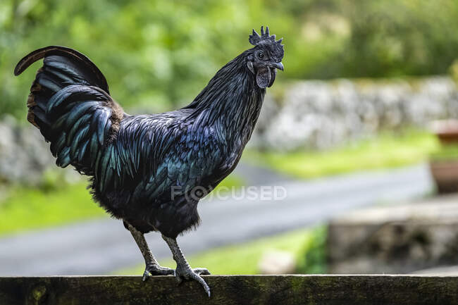 Coq noir, Ayam Cemani, un oiseau rare, debout sur un mur regardant vers le bas ; Hexham, Northumberland, Angleterre — Photo de stock