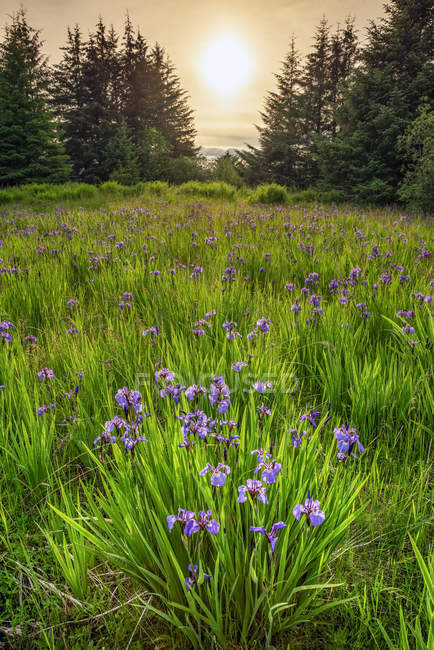 Wild irises in bloom in Tongass National Forest with a warm glowing sun; Alaska, United States of America — Stock Photo