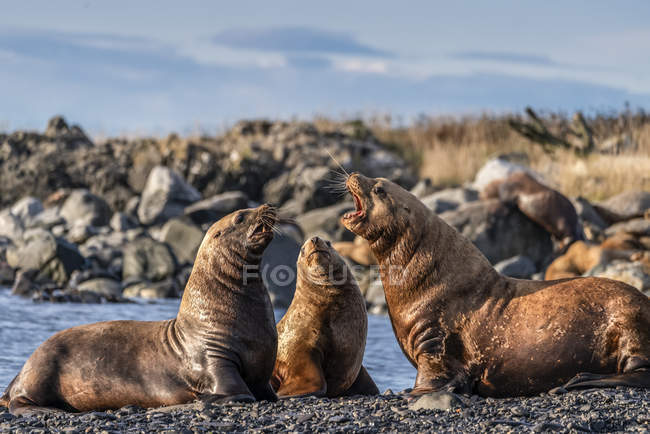 Морские львы на берегу, как будто они разговаривают друг с другом; Аляска, Соединенные Штаты Америки — стоковое фото