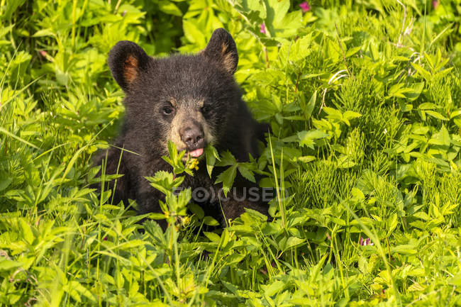 Vista panorâmica do filhote de urso majestoso na natureza selvagem — Fotografia de Stock
