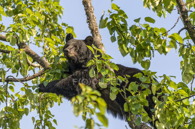 Scenic view of majestic bear at wild nature relaxing on tree — Stock Photo