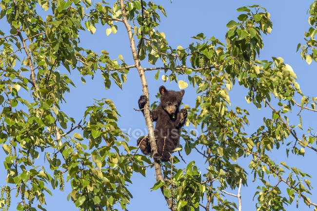 Scenic view of cute bear cub on tree — Stock Photo