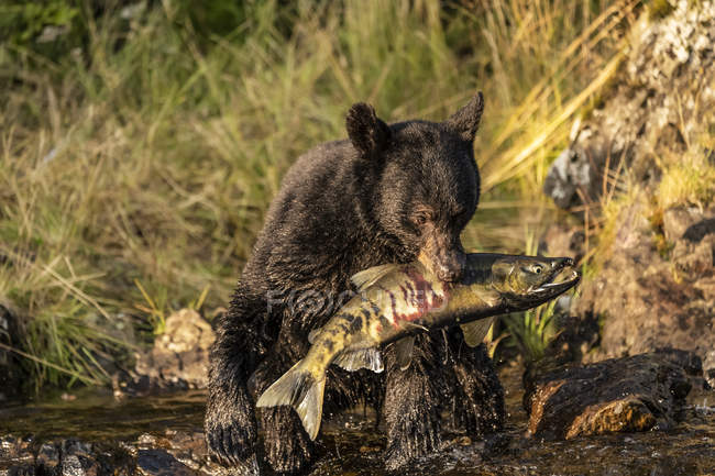 Живописный вид величественного медведя на дикую природу, поедающего рыбу — стоковое фото