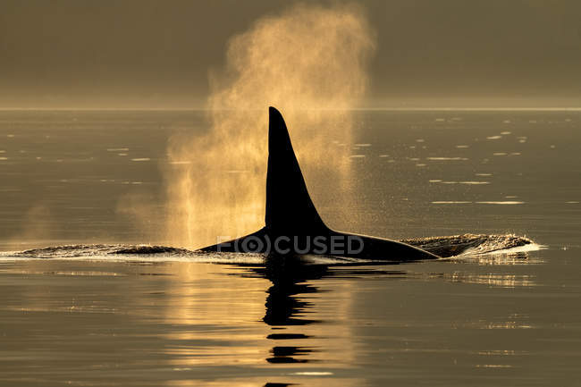 Vista panorámica de la ballena de Menorca nadando en el agua - foto de stock