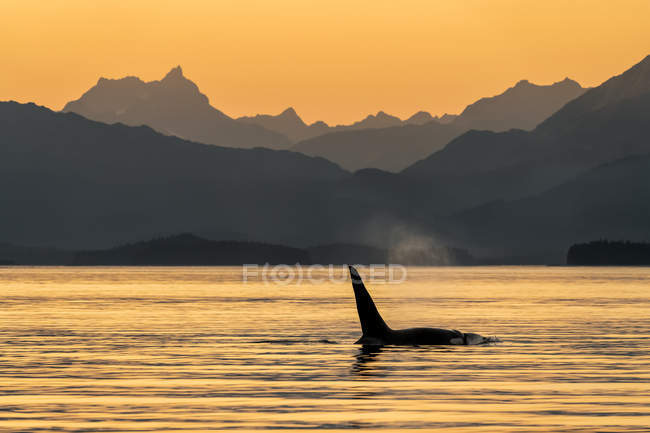 Vista panoramica di orca balena nuoto in acqua — Foto stock