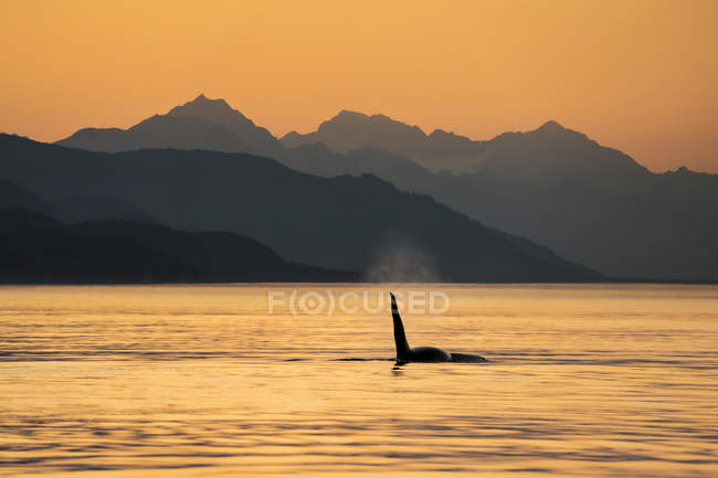 Scenic view of orca whale swimming in water — Stock Photo