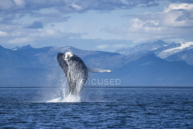 Живописный вид на горбатого кита, плавающего в воде — стоковое фото