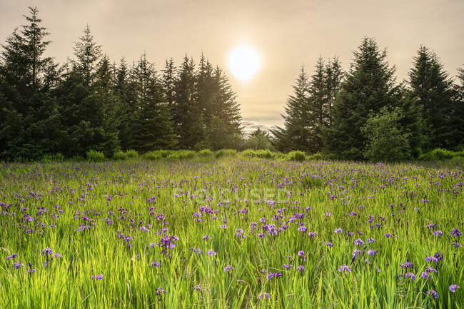 Iris selvagens na flor na floresta nacional de Tongass no crepúsculo; Alaska, Estados Unidos da América — Fotografia de Stock