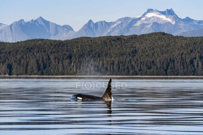 Malerischer Blick auf Orca-Wale, die im Wasser schwimmen — Stockfoto