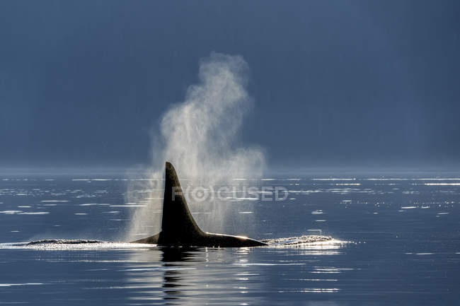 Vista panorámica de las ballenas jorobadas nadando en el agua. - foto de stock