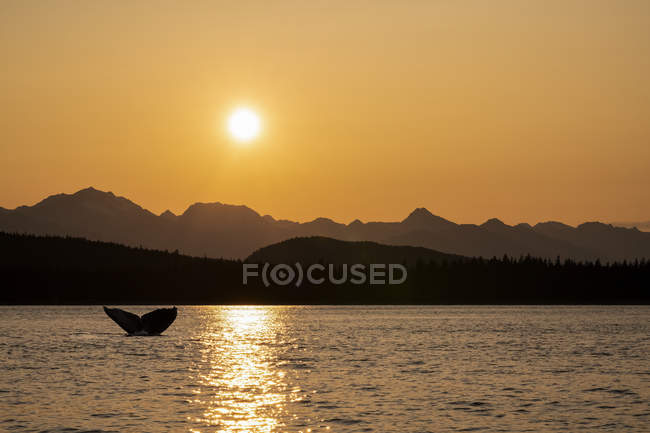 Vista panorâmica da baleia de orca nadando na água — Fotografia de Stock