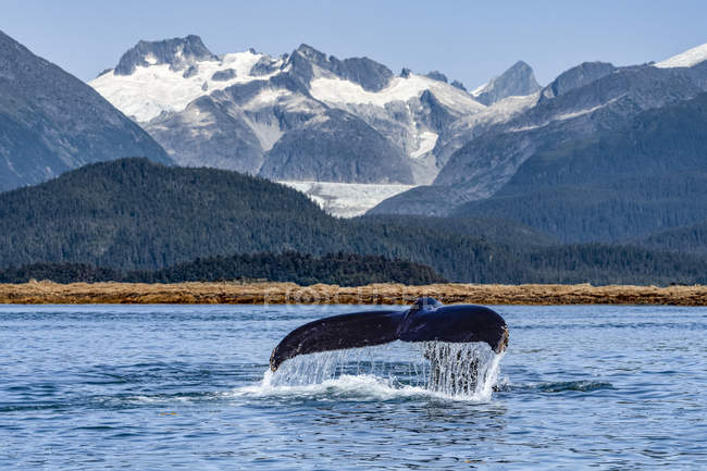 Scenic view of humpback whale swimming in water — Stock Photo