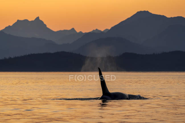 Vista panorâmica da baleia de orca nadando na água — Fotografia de Stock