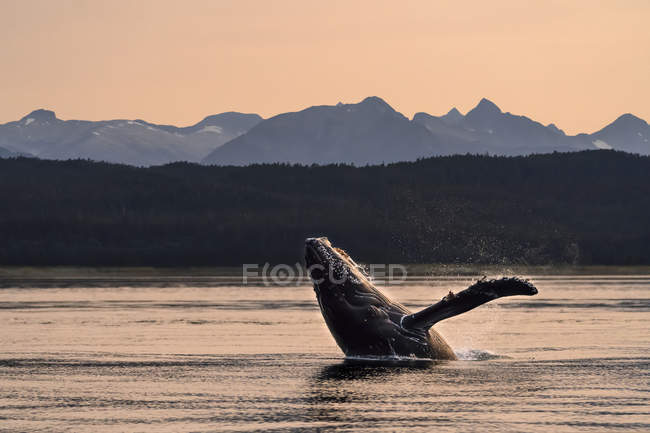 Vista panorámica de las ballenas jorobadas nadando en el agua. - foto de stock