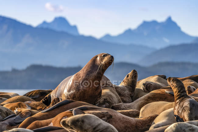 Steller sea lions (Eumetopias jubatus) on haulout, Inside Passage, Lynn Canal, Southeast Alaska; Alaska, United States of America — Stock Photo