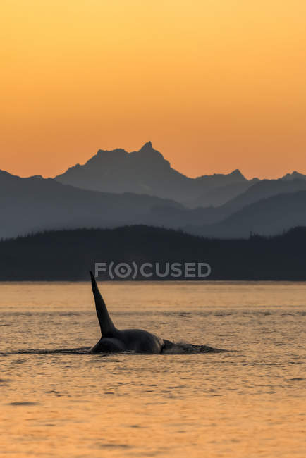 Scenic view of orca whale swimming in water — Stock Photo