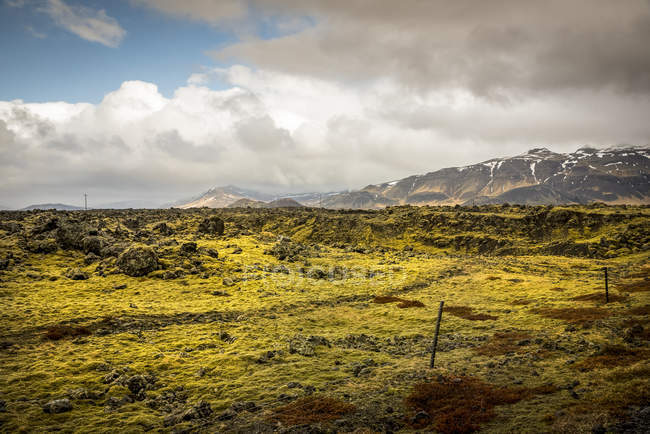 Campos de lava con musgo que cubren la roca volcánica; Islandia - foto de stock
