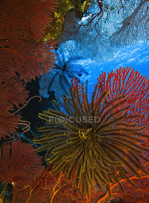 Colourful yellow Crinoid feeding surrounded by red hard coral; Fiji — Stockfoto