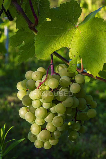 Green grapes ripening in clusters on a vine; Shefford, Quebec, Canada — Photo de stock