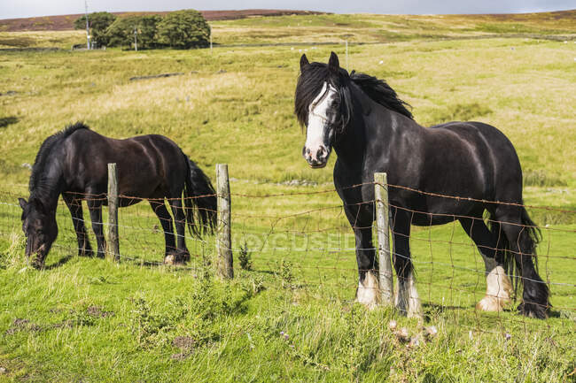 Two horses standing at a fence grazing in a field; Blanchland, Northumberland, England — Photo de stock