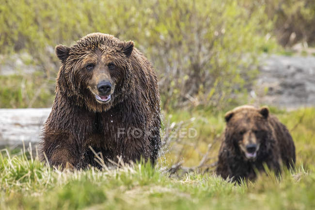 Vista panoramica di maestosi orsi bagnati a natura selvaggia — Foto stock