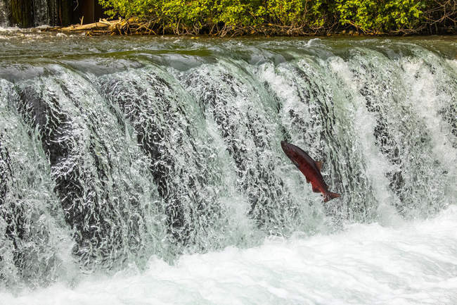 King Salmon, also known as Chinook salmon (Oncorhynchus tshawytscha), attempting to jump the falls at the Fish Hatchery pond, South-central Alaska; Anchorage, Alaska, United States of America - foto de stock