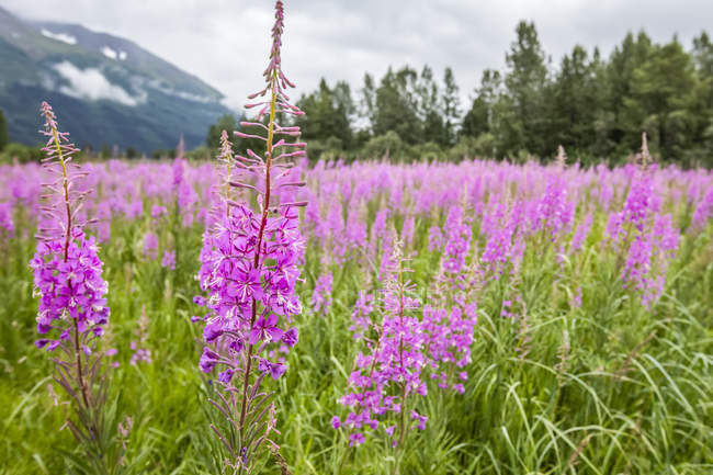 Blooming Fireweed (Chamaenerion angustifolium) in a field, South-central Alaska; Alaska, United States of America — стоковое фото