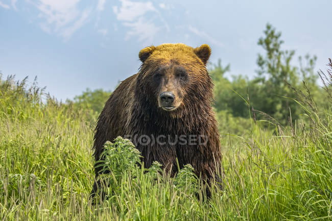 Живописный вид на величественного медведя на дикой природе — стоковое фото