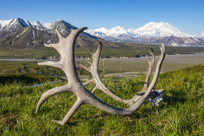 Caribou antlers sit on the grass in the foreground with a view of Denali and the Eielson Visitor Center, Denali National Park and Preserve, Interior Alaska; Alaska, United States of America - foto de stock