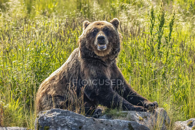 Vista panorámica del majestuoso oso en la naturaleza salvaje que yace en la roca - foto de stock