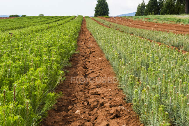 Rows of thousands of one year old pine seedlings on the USDA Forest Service Placerville Nursery; Placerville, California, United States of America - foto de stock