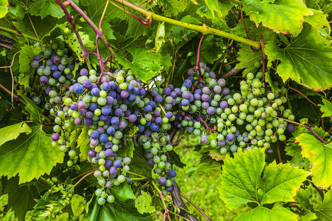 Cluster of purple grapes on a grapevine; Shefford, Quebec, Canada — Fotografia de Stock