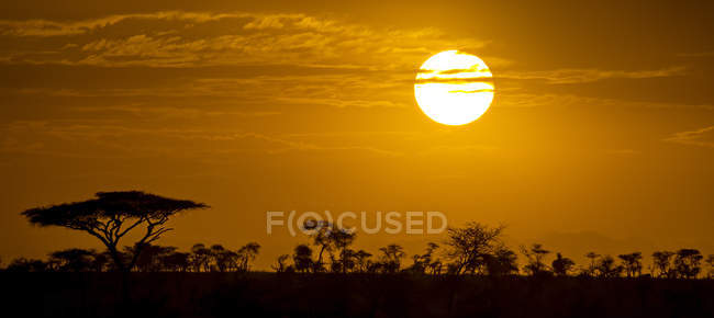 Silhouetted acacia trees (Acacia tortillis) with a glowing orange sky and bright sun at sunset; Tanzania — Stockfoto