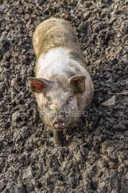 Dirty pig standing in mud and looking up at the camera; Northumberland, England - foto de stock