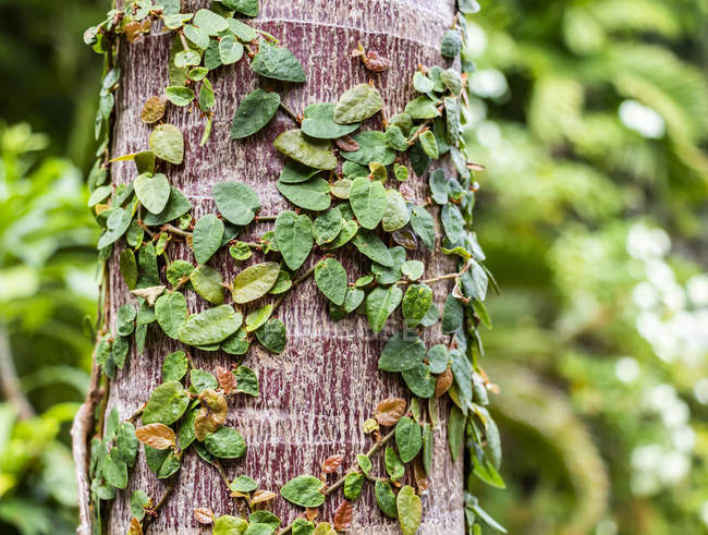 Ivy growing up a tree trunk; Banjar, Bali, Indonesia — стоковое фото