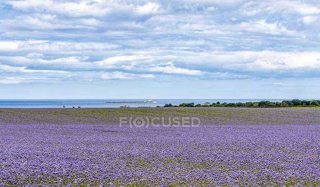 A view over fields planted with Phacelia to the Coquet Lighthouse off the Northeast coast; Northumberland England — Stock Photo