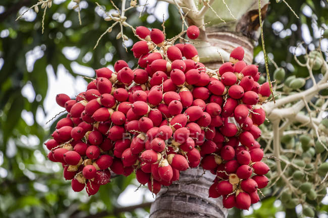 Sweet viburnum (iburnum odoratissimum) ; Banjar, Bali, Indonésie — Photo de stock