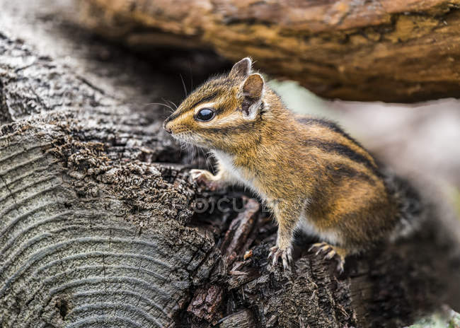 A curious Townsend 's chipmunk out of the driftwood to have a look — стоковое фото