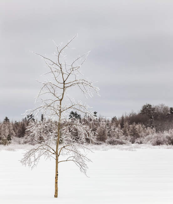 Eisbedeckter baum in einem verschneiten feld; sault st. marie, michigan, vereinigte staaten von amerika — Stockfoto
