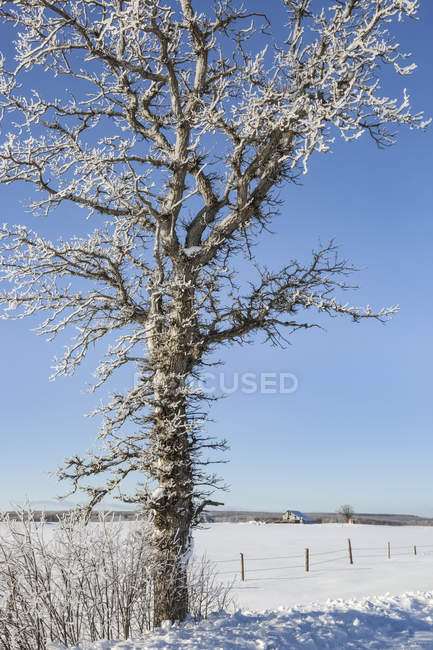 Árvore coberta de gelo contra um céu azul; Sault St. Marie, Michigan, Estados Unidos da América — Fotografia de Stock